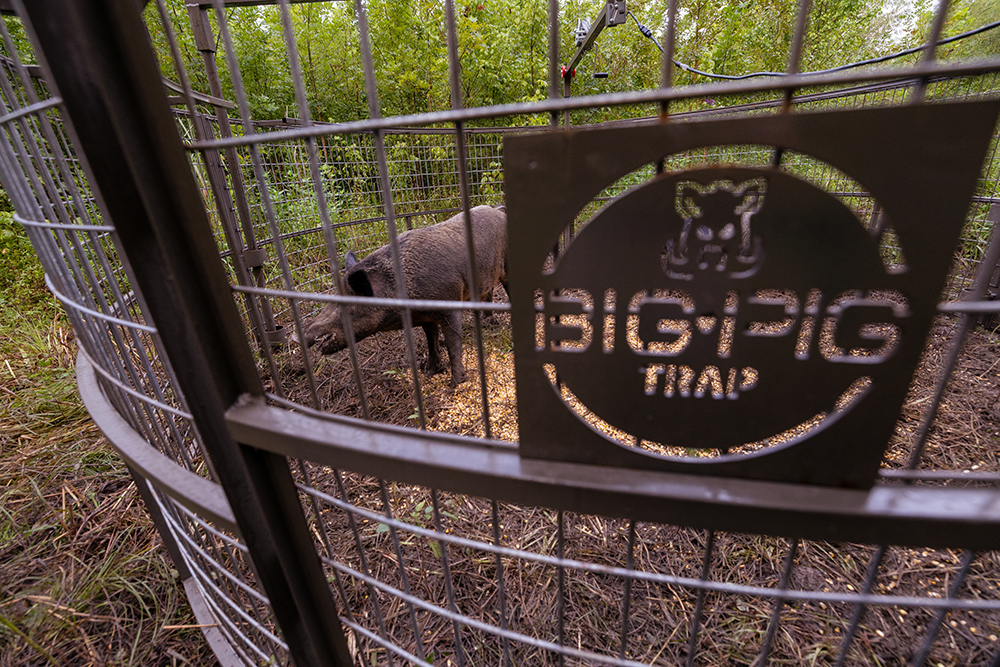 Big Pig Trap sign on a metal gate with a trap inside